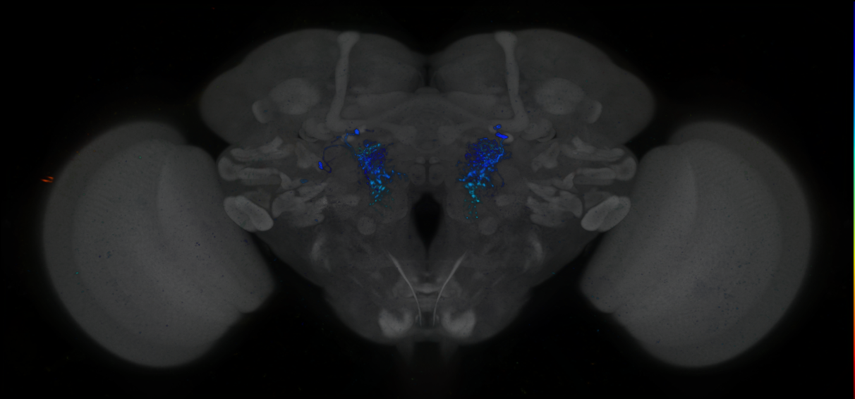 P{GMR26D12-lexA} expression pattern