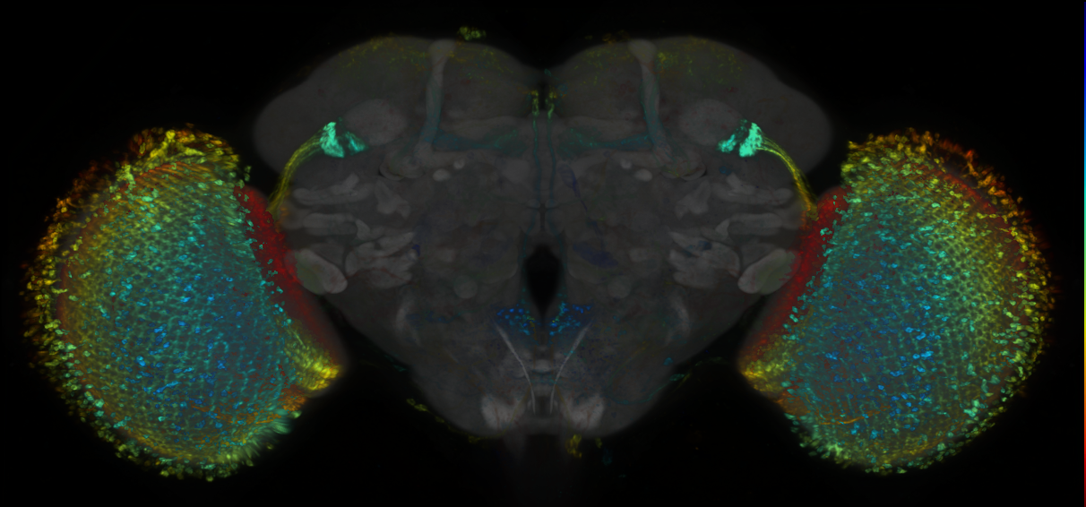 P{GMR26E12-lexA} expression pattern