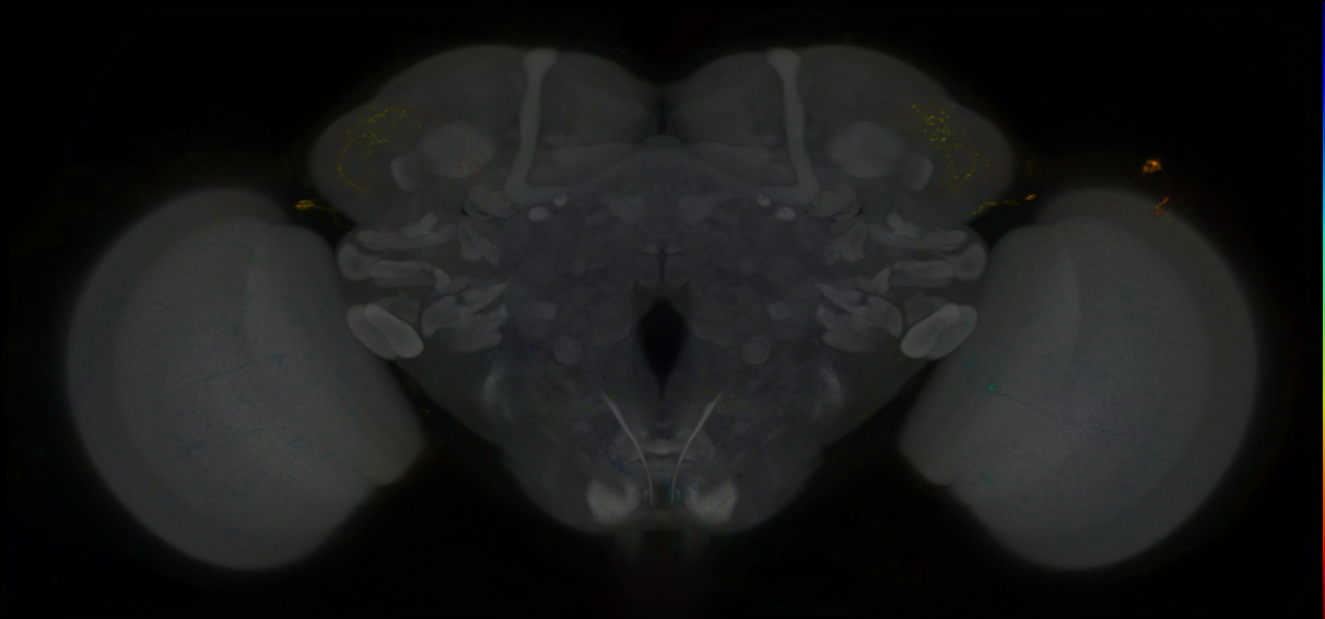 P{GMR30E03-lexA} expression pattern