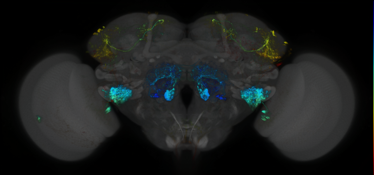 P{GMR33H07-lexA} expression pattern