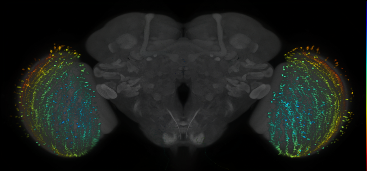 P{GMR34D12-lexA} expression pattern