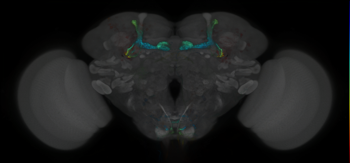 P{GMR35B12-lexA} expression pattern