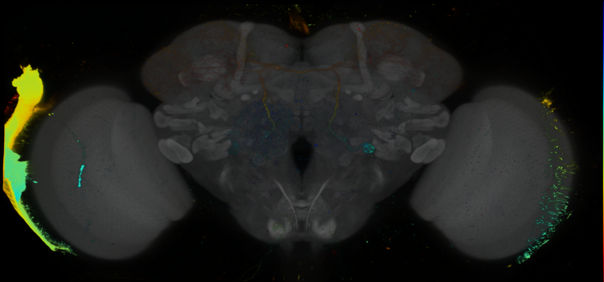 P{GMR37D04-lexA} expression pattern
