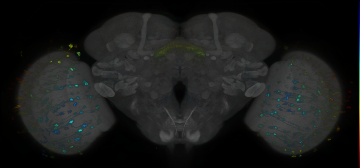 P{GMR38G11-lexA} expression pattern