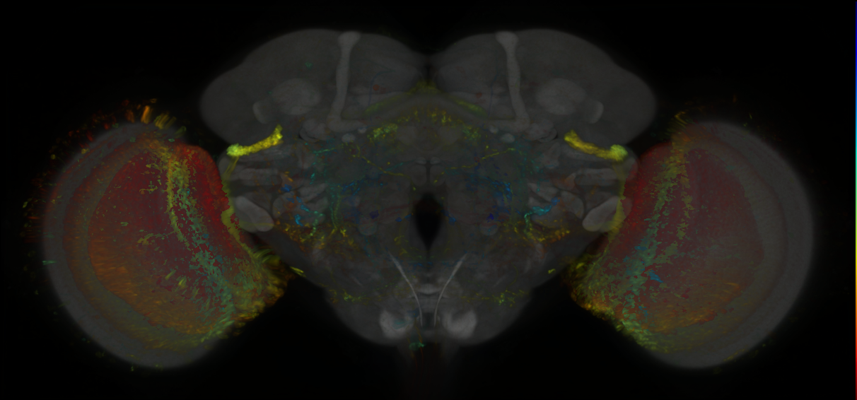 P{GMR39E10-lexA} expression pattern