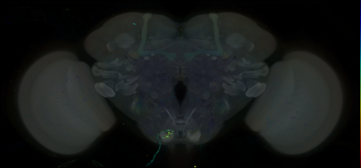P{GMR40C04-lexA} expression pattern