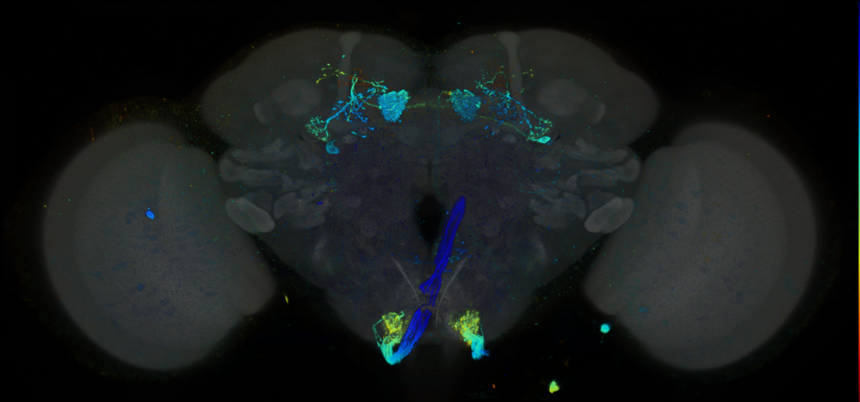 P{GMR41G06-lexA} expression pattern