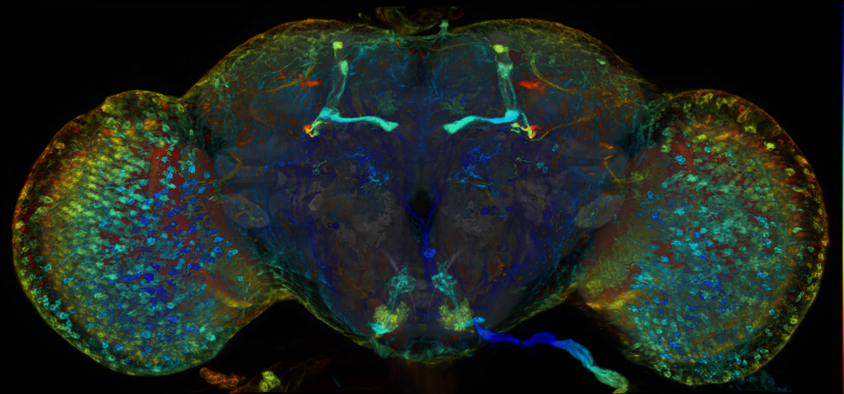 P{GMR44H08-lexA} expression pattern