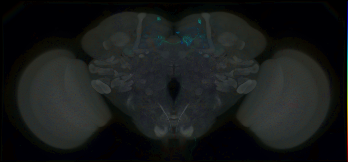 P{GMR45E03-lexA} expression pattern