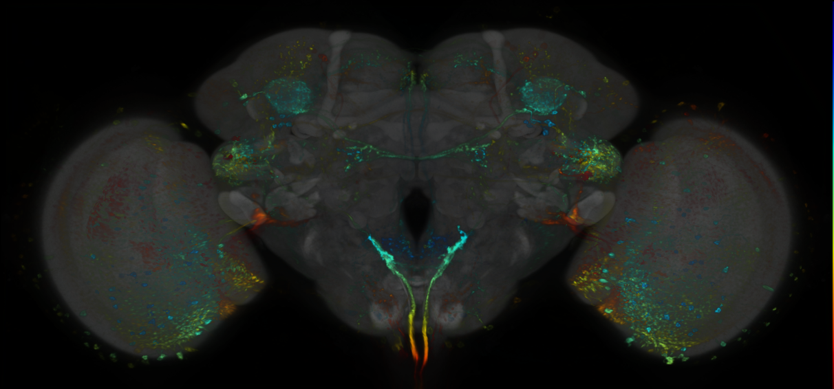 P{GMR45F05-lexA} expression pattern