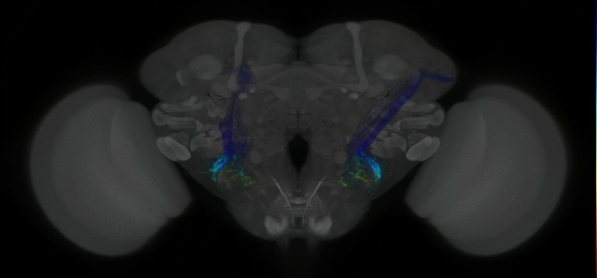 P{GMR46H11-lexA} expression pattern