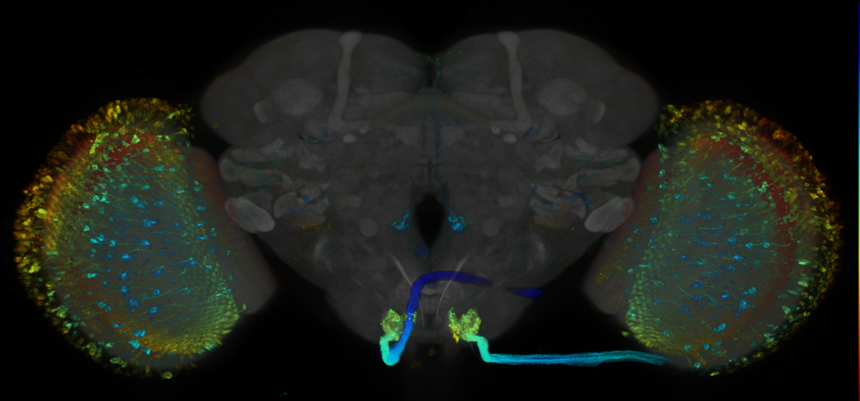 P{GMR47C08-lexA} expression pattern