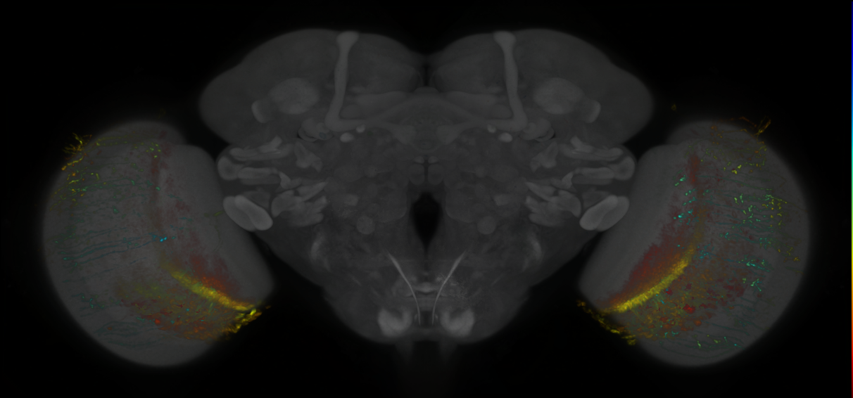P{GMR47F07-lexA} expression pattern