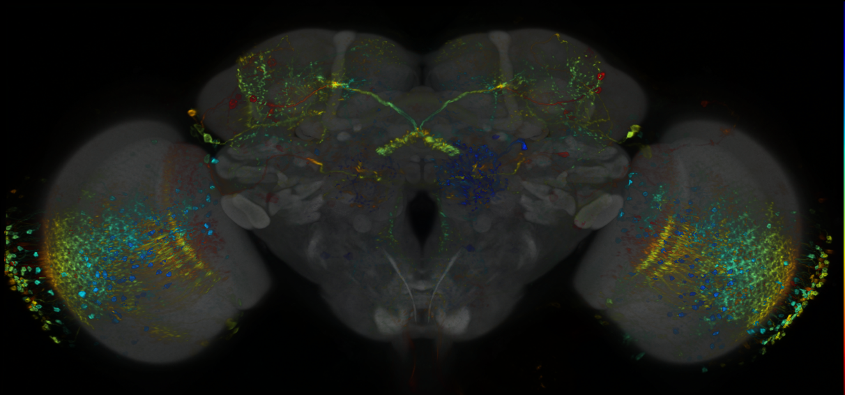 P{GMR47H04-lexA} expression pattern