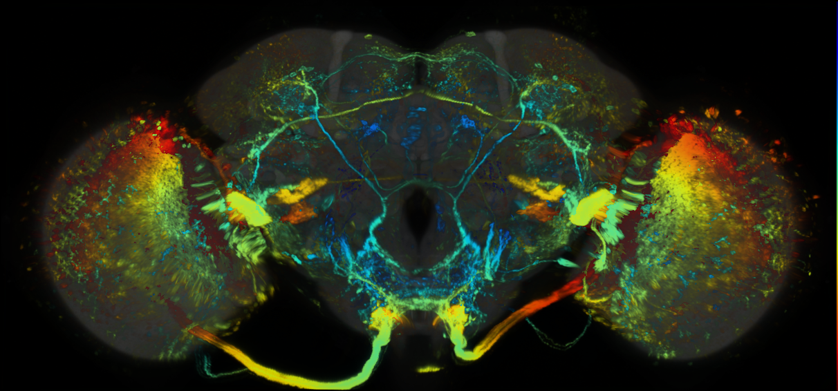 P{GMR48D03-lexA} expression pattern
