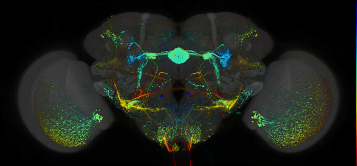 P{GMR49A07-lexA} expression pattern