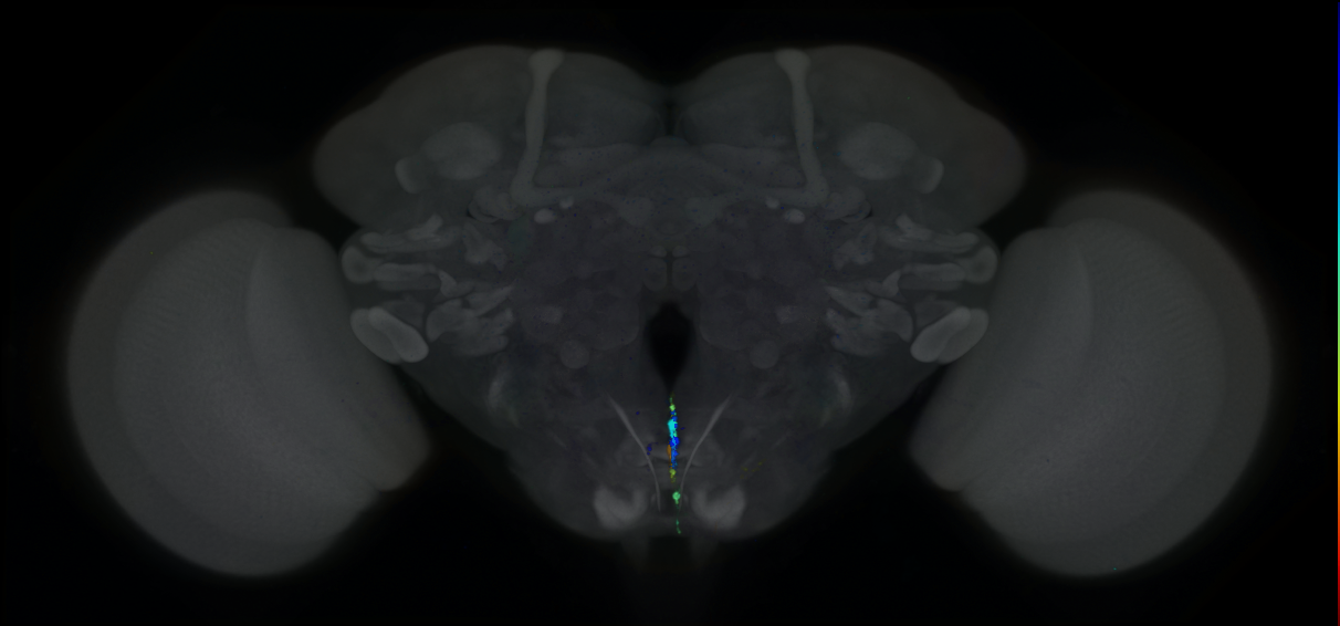 P{GMR50C12-lexA} expression pattern