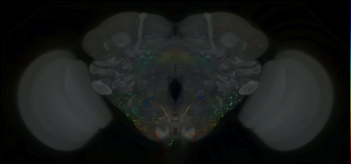 P{GMR50G08-lexA} expression pattern