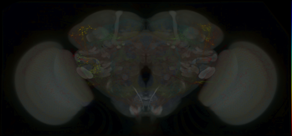 P{GMR50H05-lexA} expression pattern