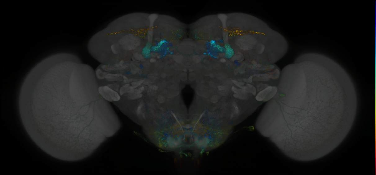 P{GMR52G04-lexA} expression pattern