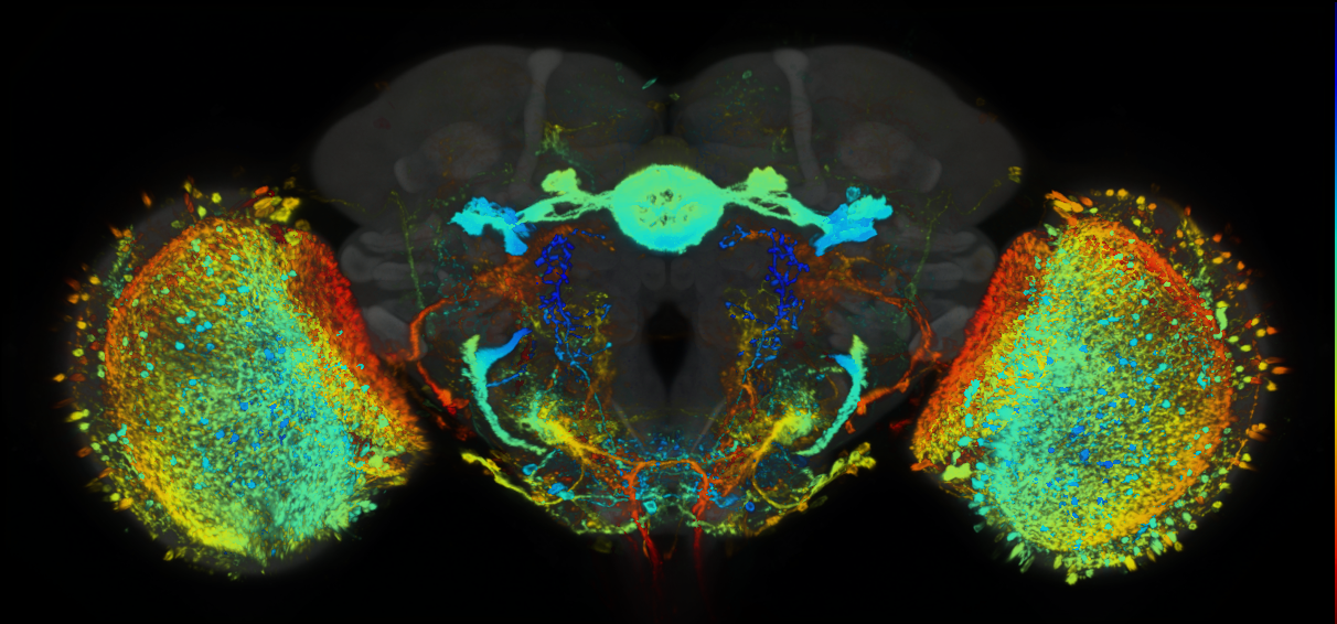 P{GMR52H10-lexA} expression pattern