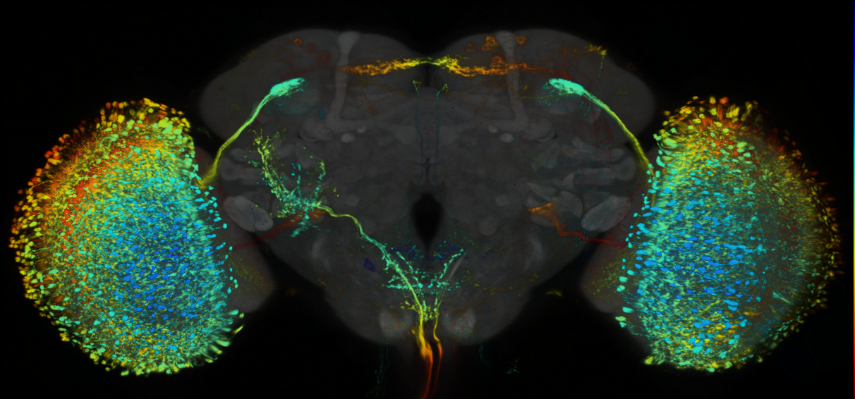 P{GMR53E04-lexA} expression pattern