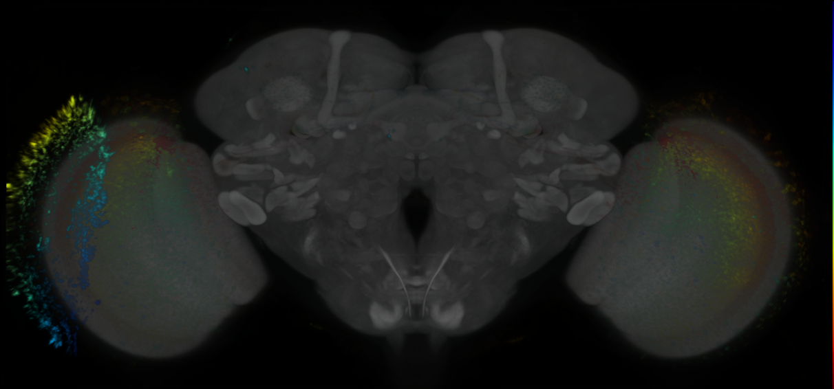 P{GMR54B01-lexA} expression pattern