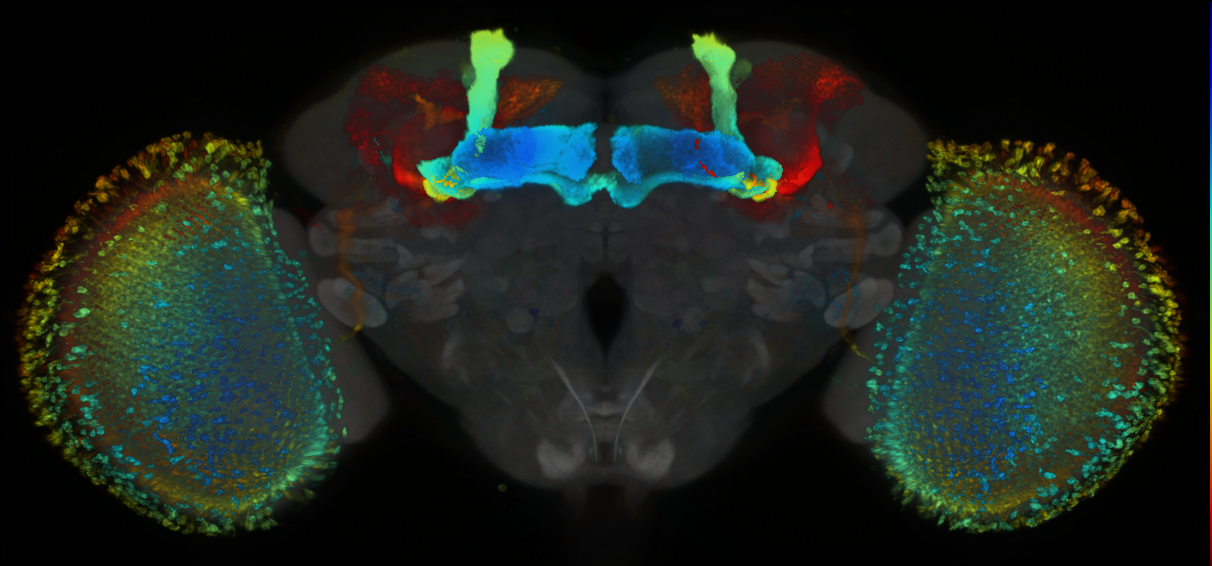 P{GMR54B03-lexA} expression pattern