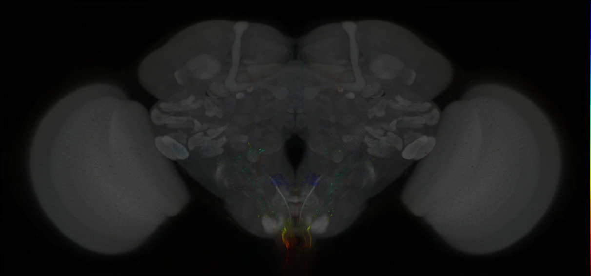 P{GMR54B09-lexA} expression pattern