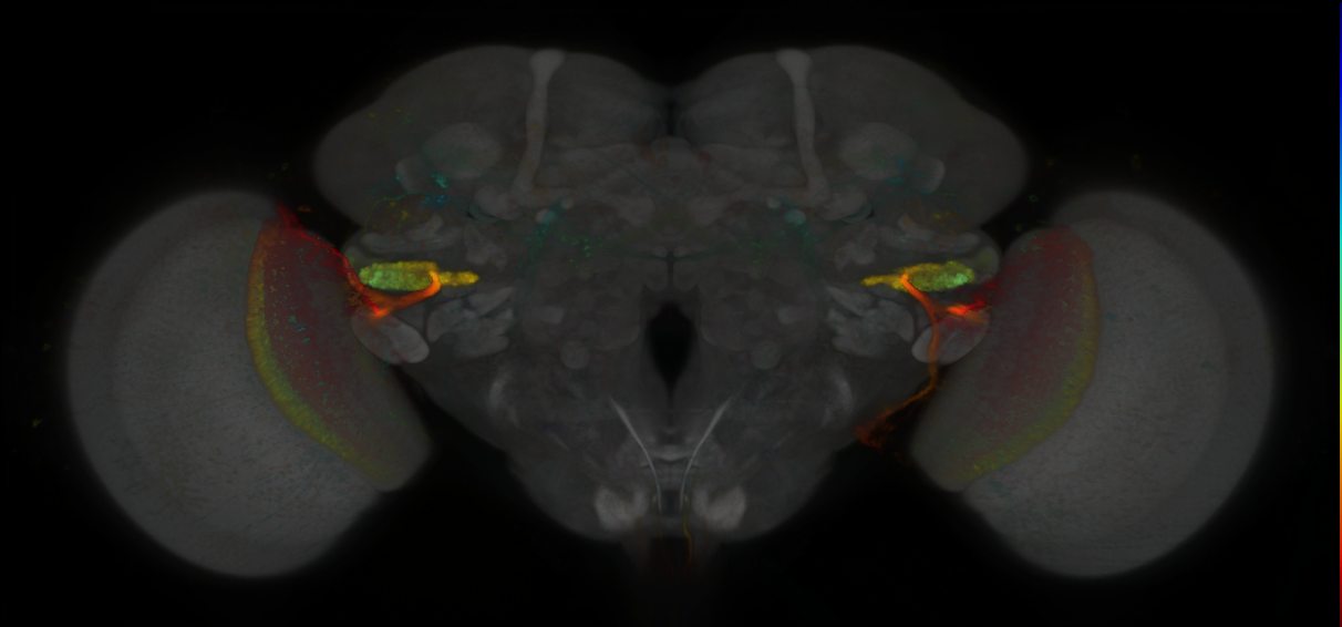 P{GMR55C04-lexA} expression pattern