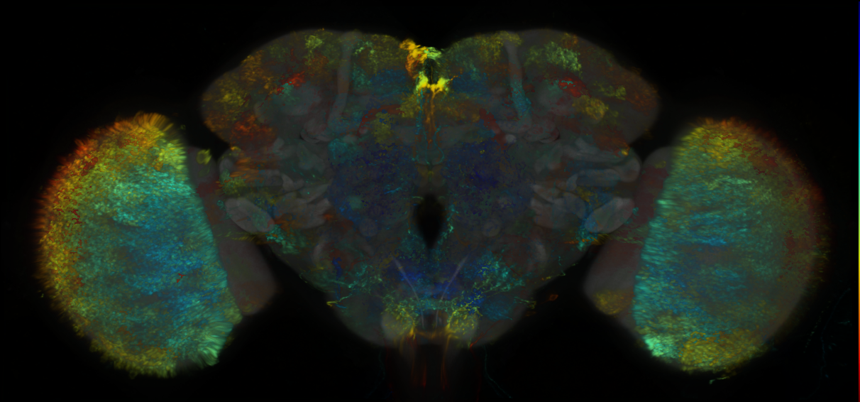 P{GMR56B08-lexA} expression pattern