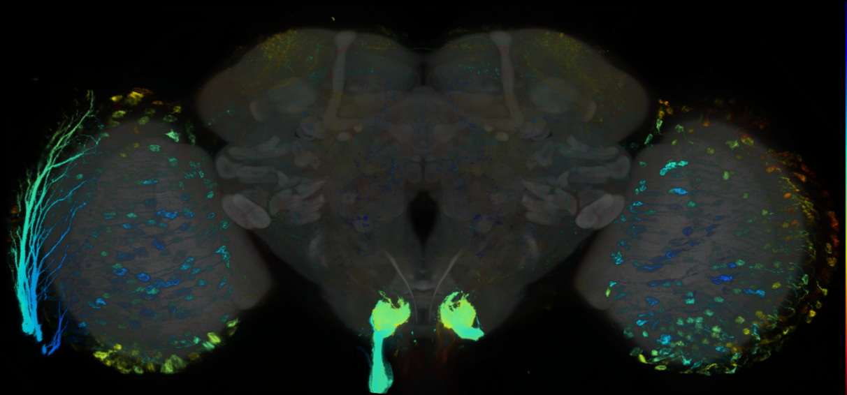 P{GMR57A01-lexA} expression pattern