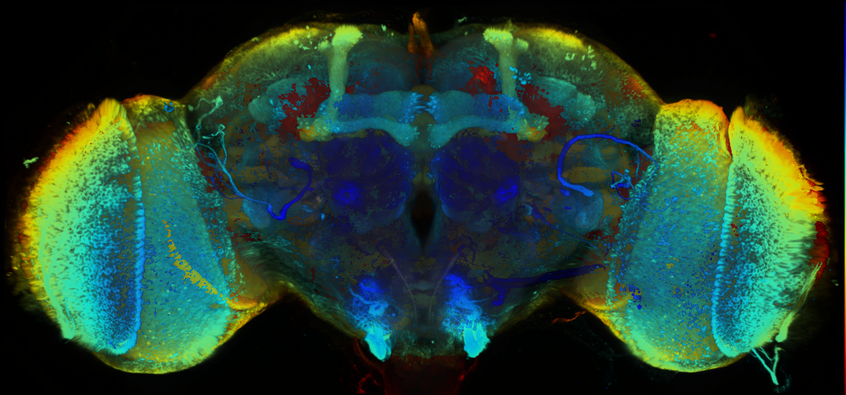 P{GMR57C10-lexA} expression pattern