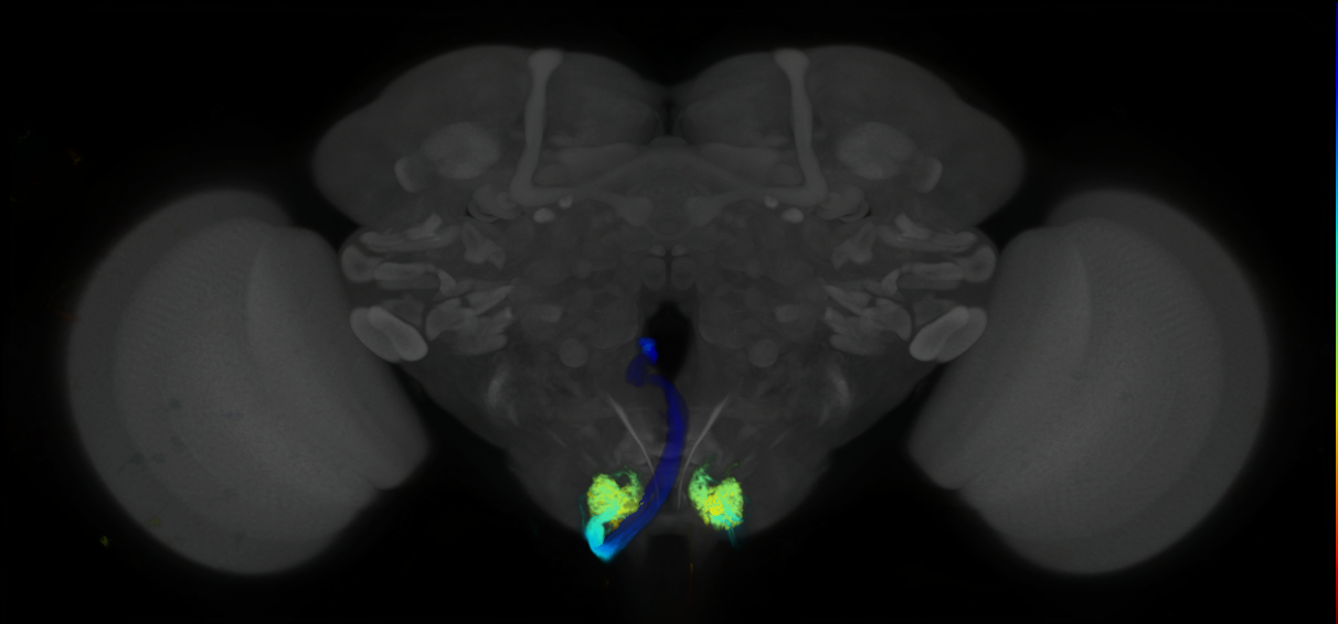 P{GMR57D01-lexA} expression pattern