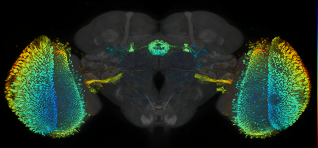 P{GMR59A05-lexA} expression pattern