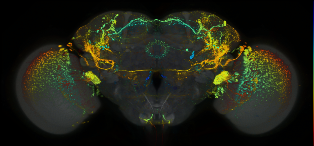 P{GMR59B10-lexA} expression pattern