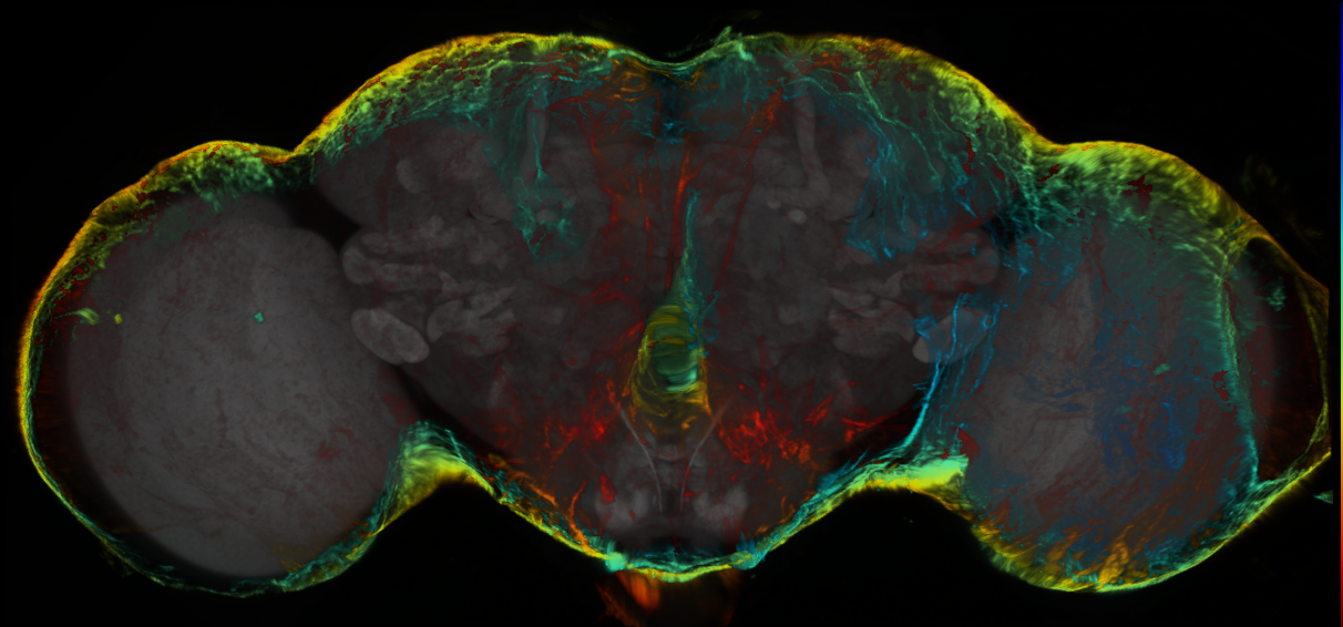 P{GMR60A03-lexA} expression pattern
