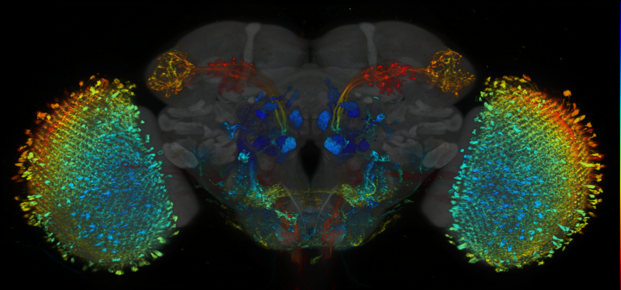P{GMR60A10-lexA} expression pattern