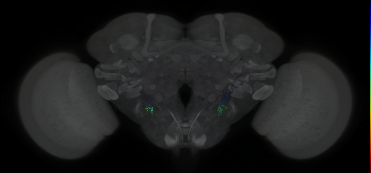 P{GMR60H03-lexA} expression pattern
