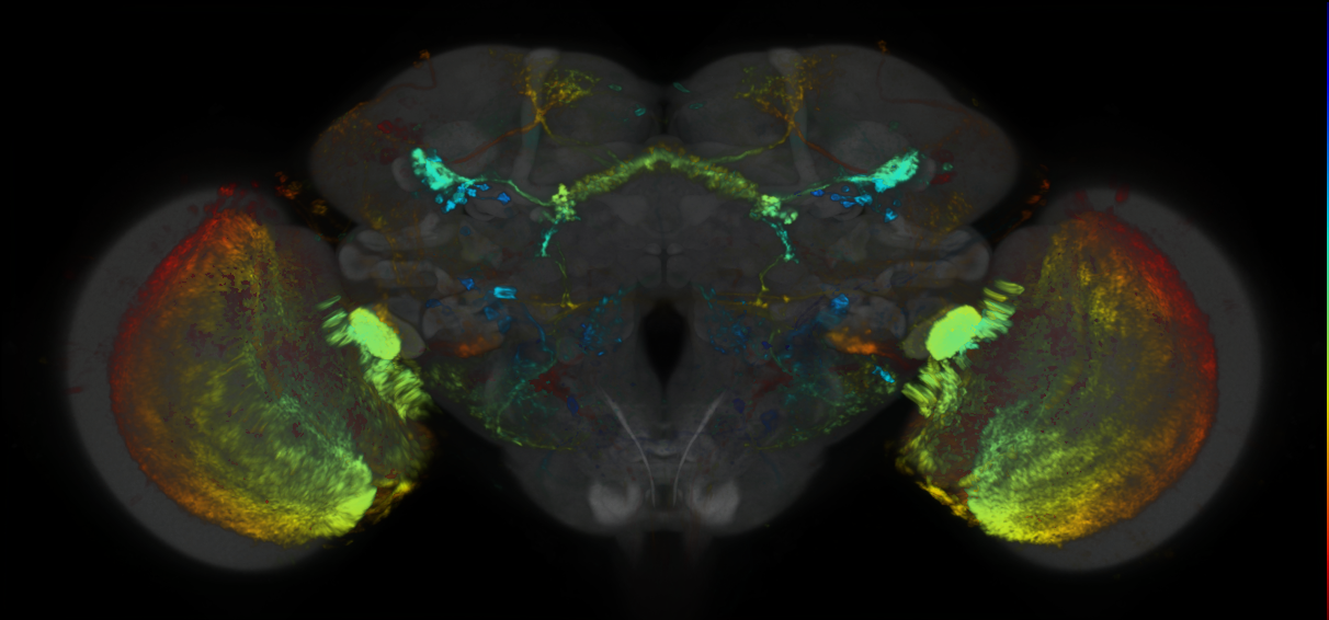 P{GMR64D09-lexA} expression pattern