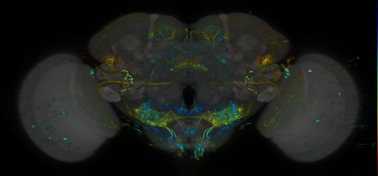 P{GMR68C06-lexA} expression pattern
