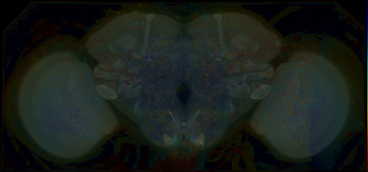 P{GMR68C10-lexA} expression pattern