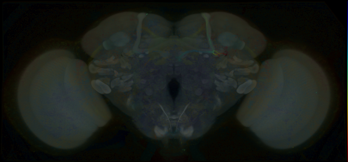 P{GMR69C02-lexA} expression pattern