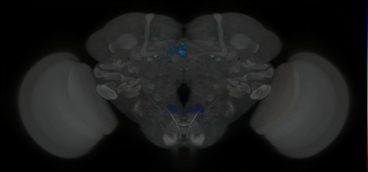 P{GMR70B03-lexA} expression pattern