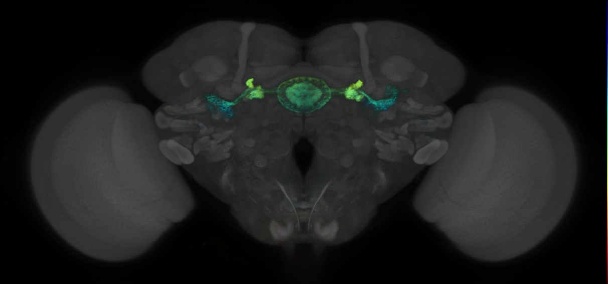 P{GMR70B04-lexA} expression pattern