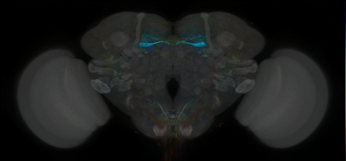 P{GMR70F10-lexA} expression pattern
