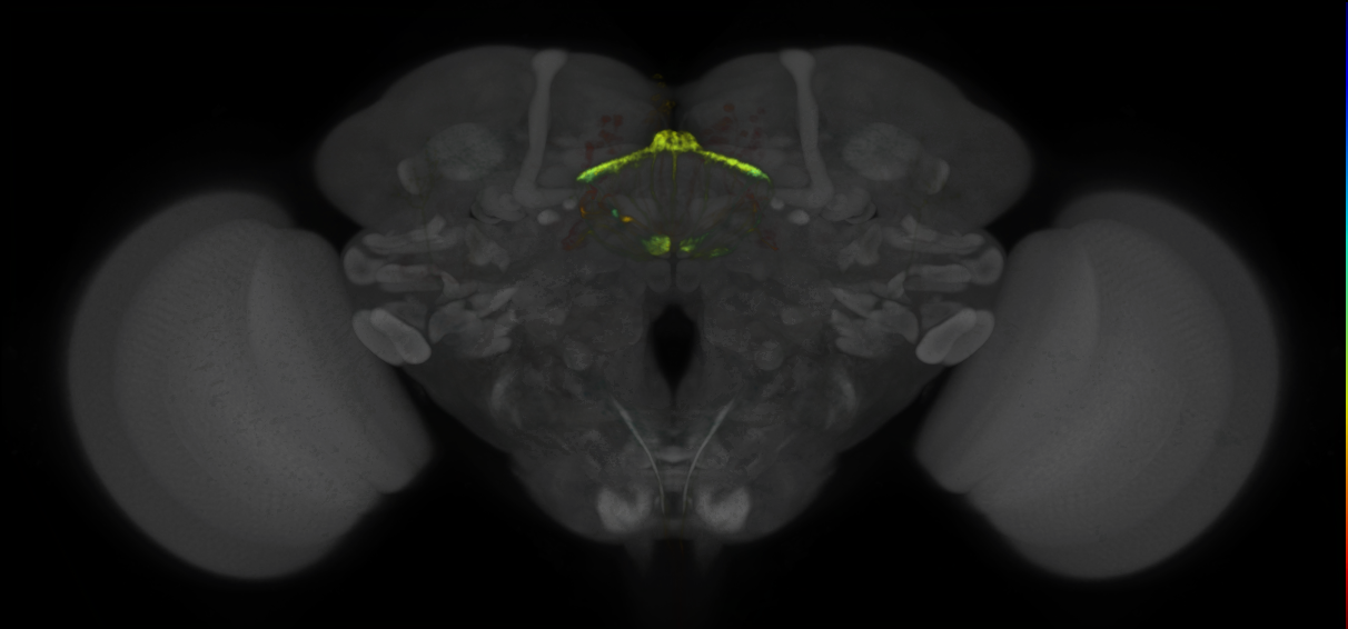 P{GMR70H05-lexA} expression pattern
