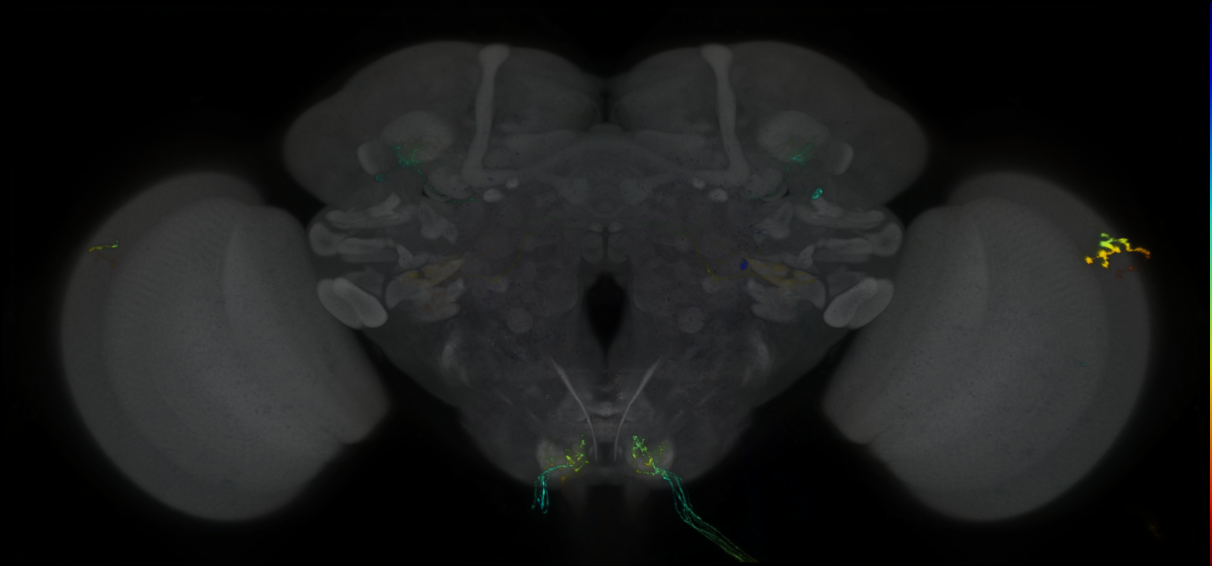 P{GMR71C11-lexA} expression pattern
