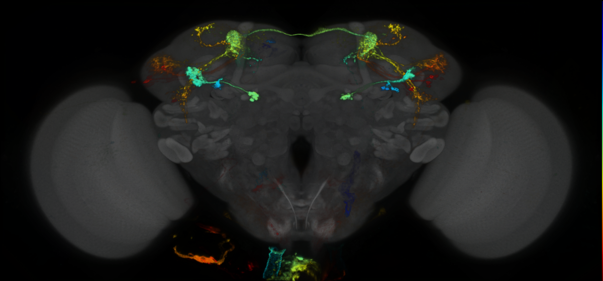 P{GMR71D08-lexA} expression pattern