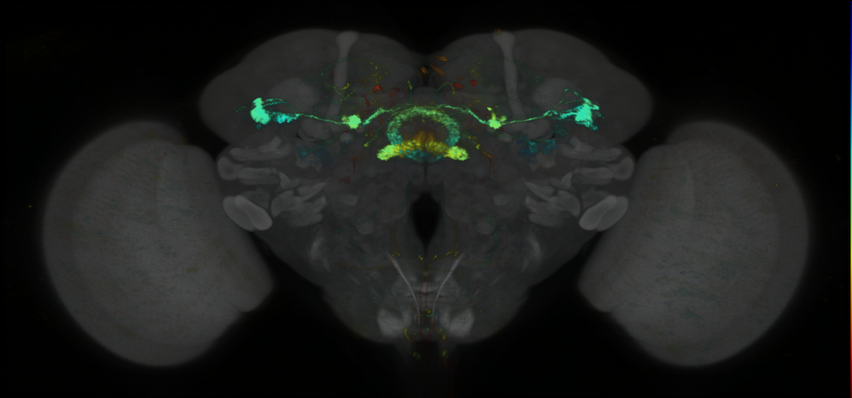 P{GMR72B07-lexA} expression pattern
